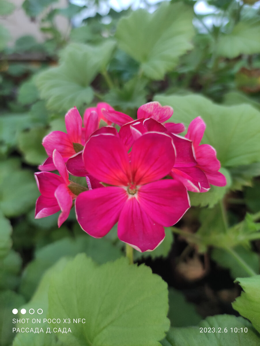 пеларгония из семян, сорт не знаю