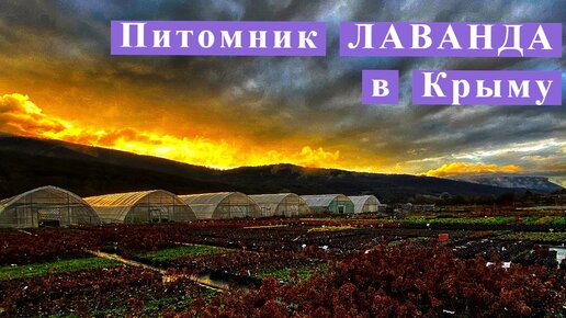 Питомник Лаванда в Крыму февраль 2023