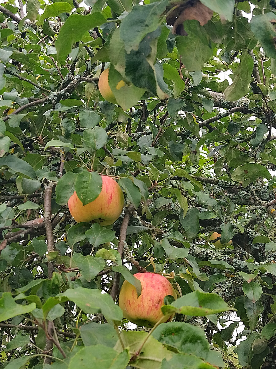 Яблоня сделала сегодня мой день