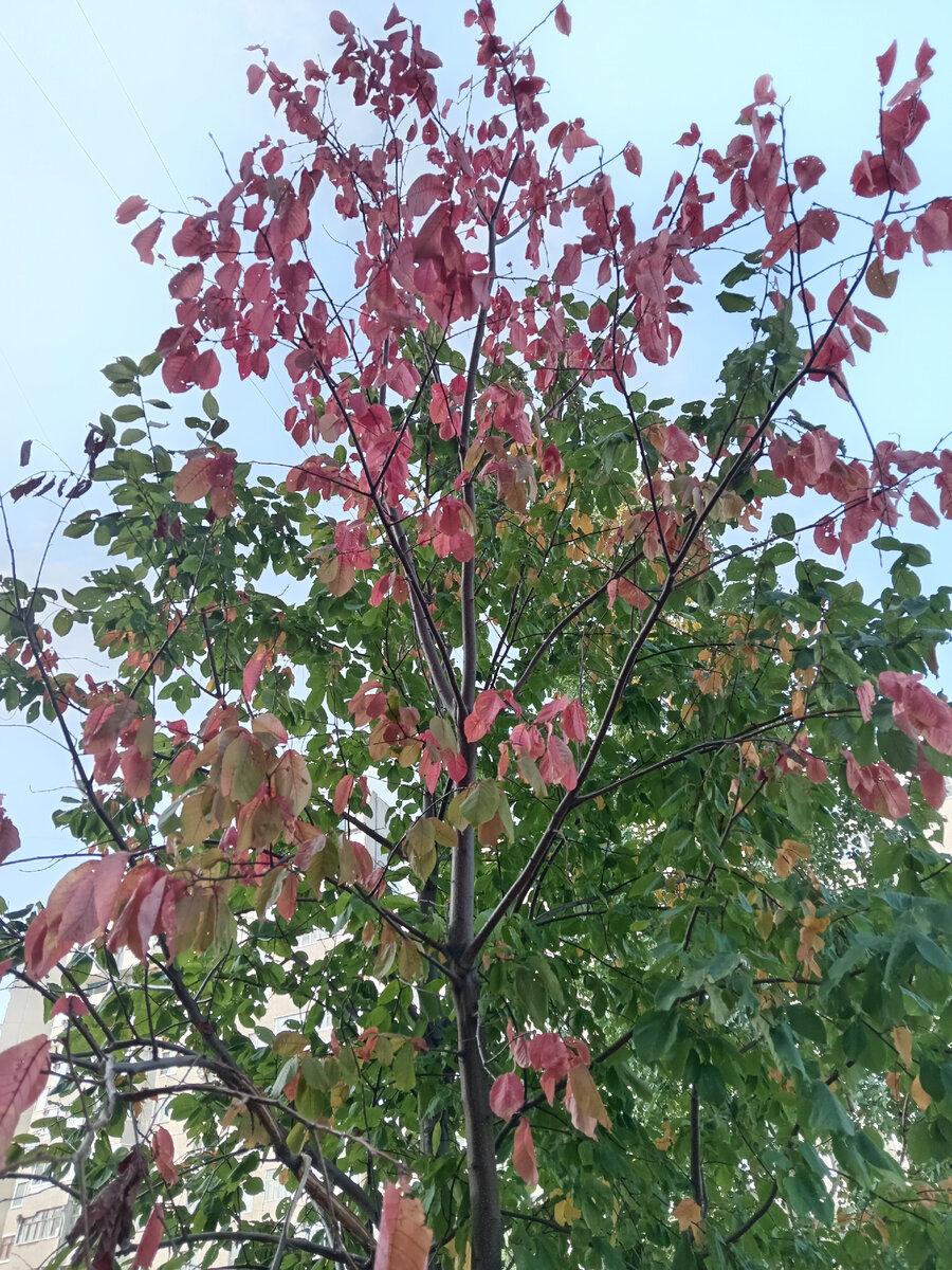 Осенних красок все больше