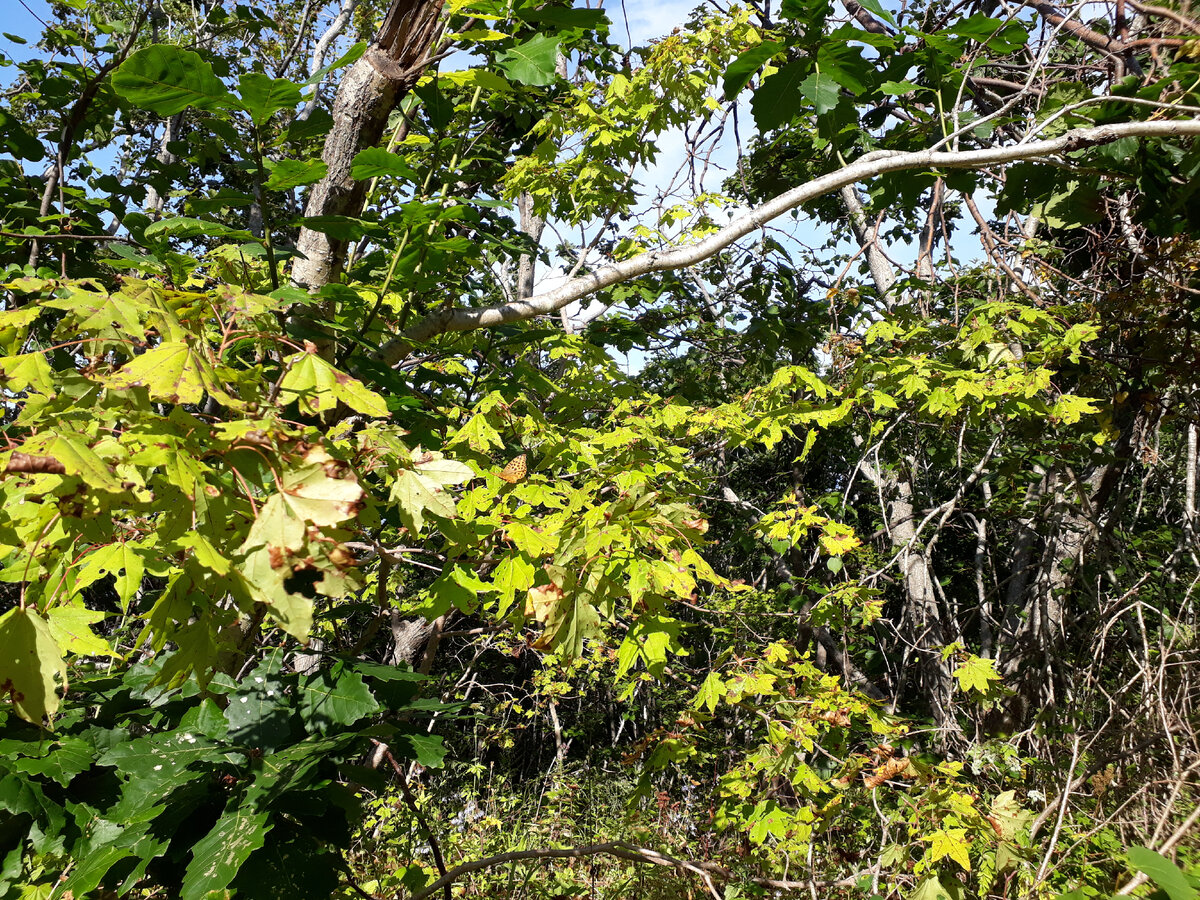 Есть среди моих читателей ботаники? Кто знает, что я тут вообще фотографировала?