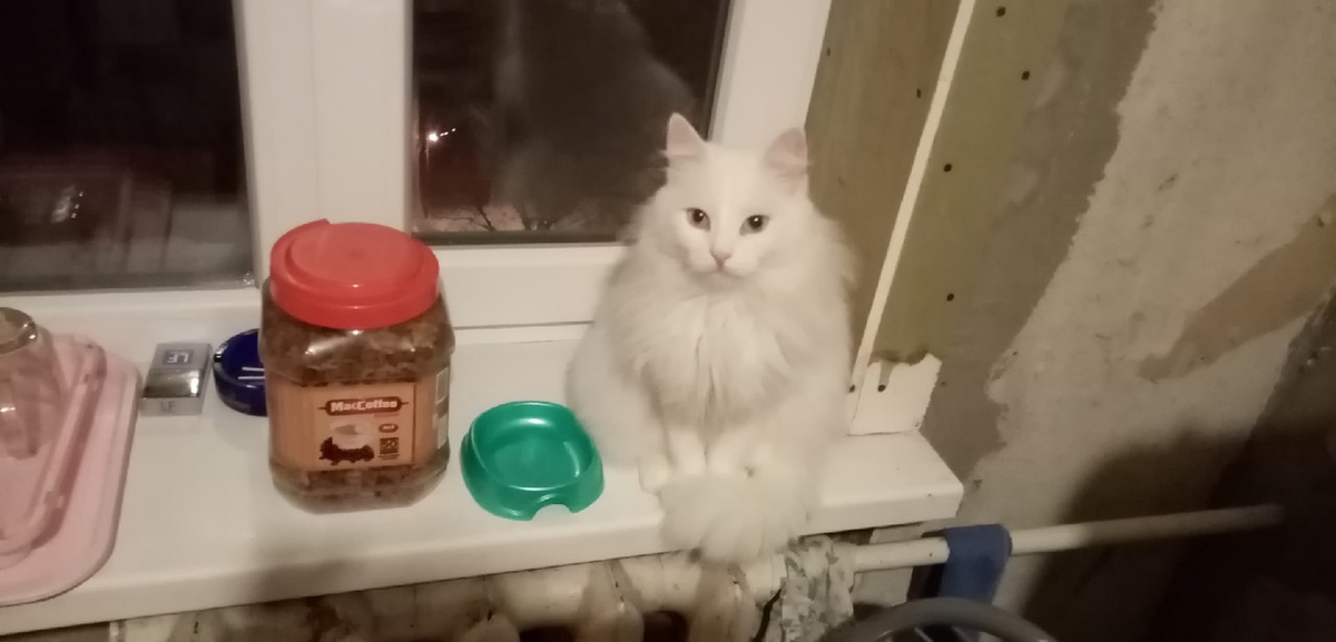 "Хозяин, дай покушать, я ведь банку не открою сама, у меня же лапки!"