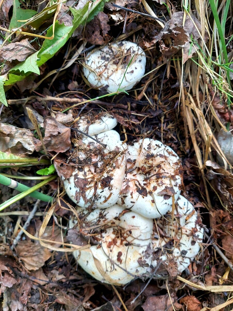 Осиновые грузди. Автор фото Наталья Мазняк