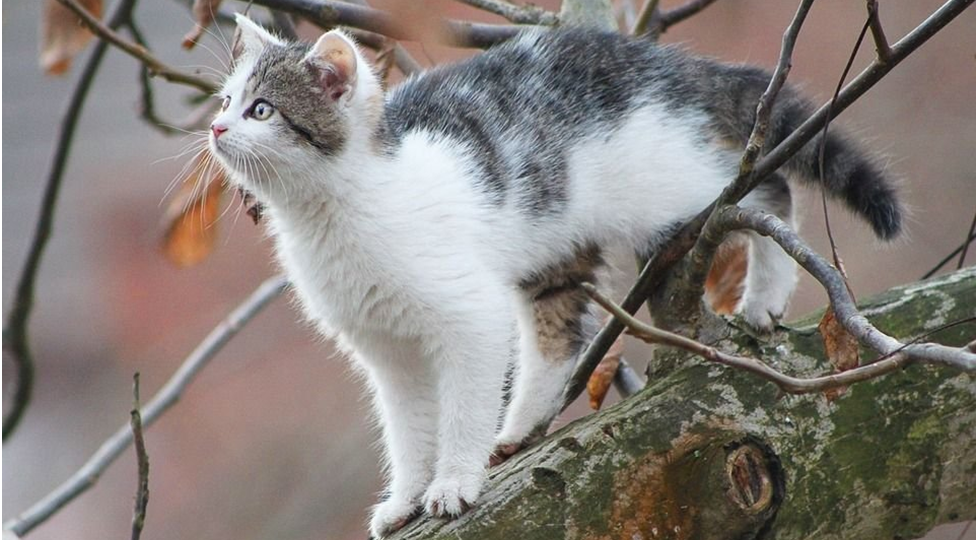 5 способов снять кошку с дерева