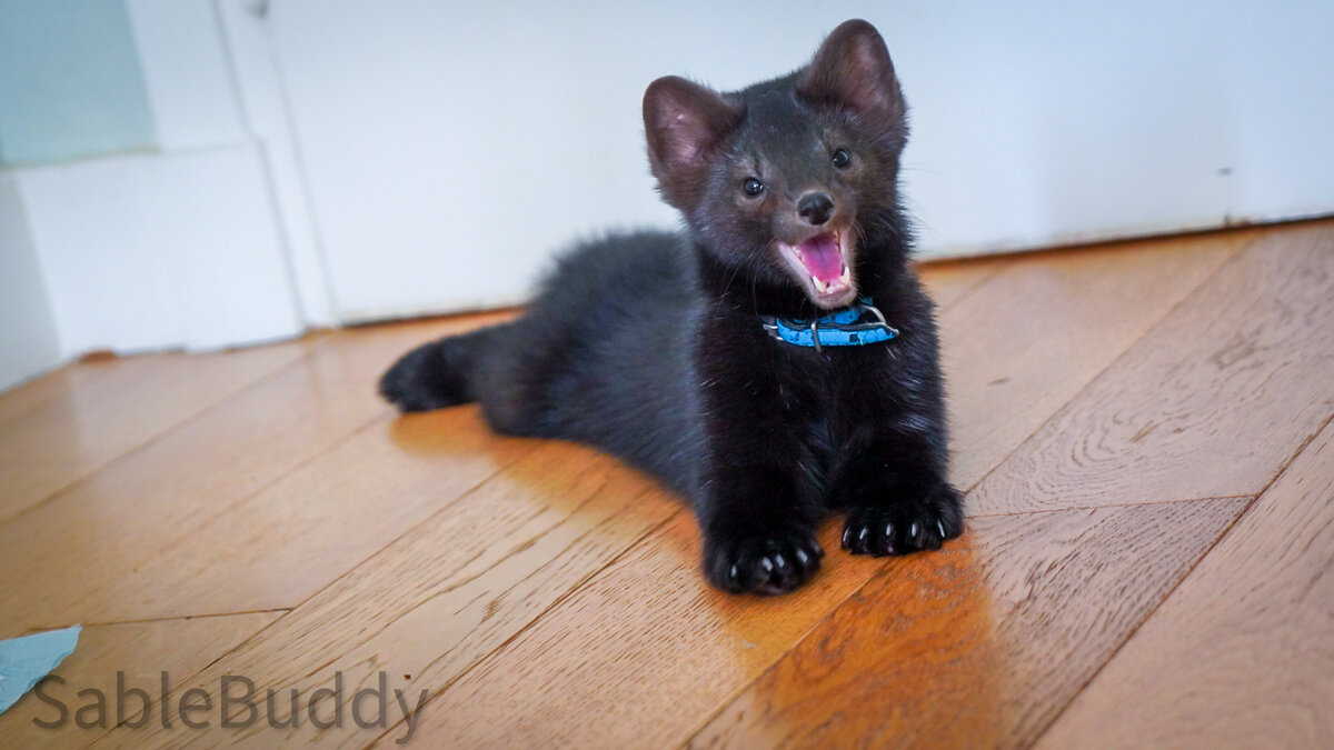 Наготове у двери, Соболь Бадди 