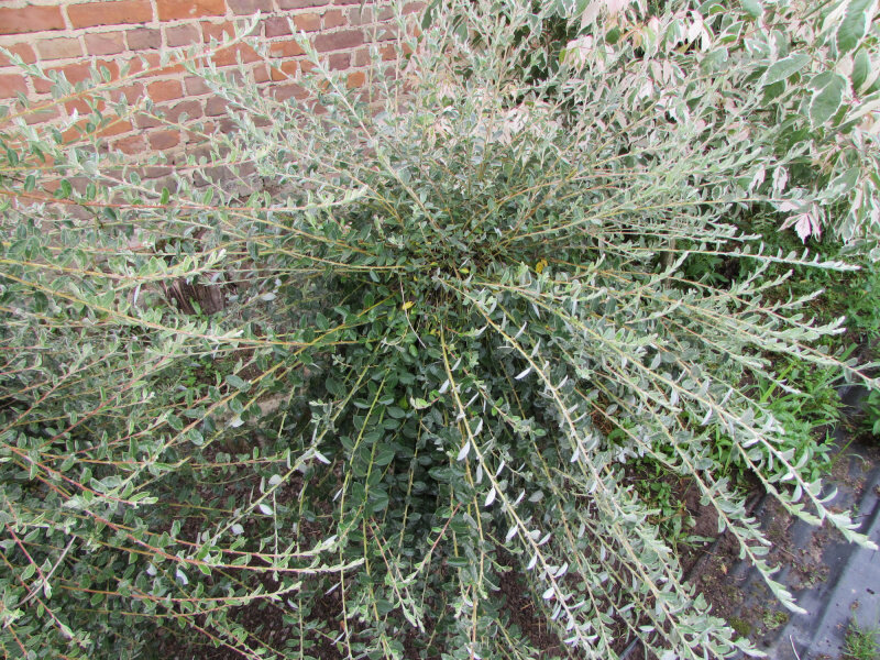 Ива ползучая (Salix repens)