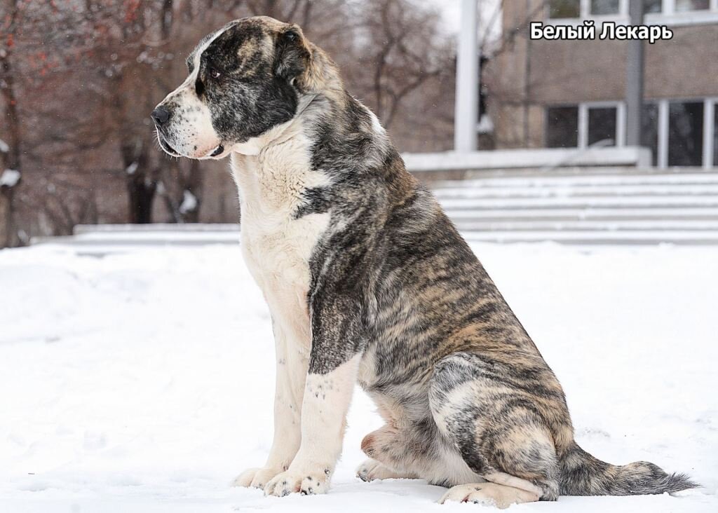 Среднеазиатская овчарка Белый Лекарь Матерый. https://beliy-lekar.ru/dogs/sredneaziatskaya-ovcharka/belyy-lekar-materyy