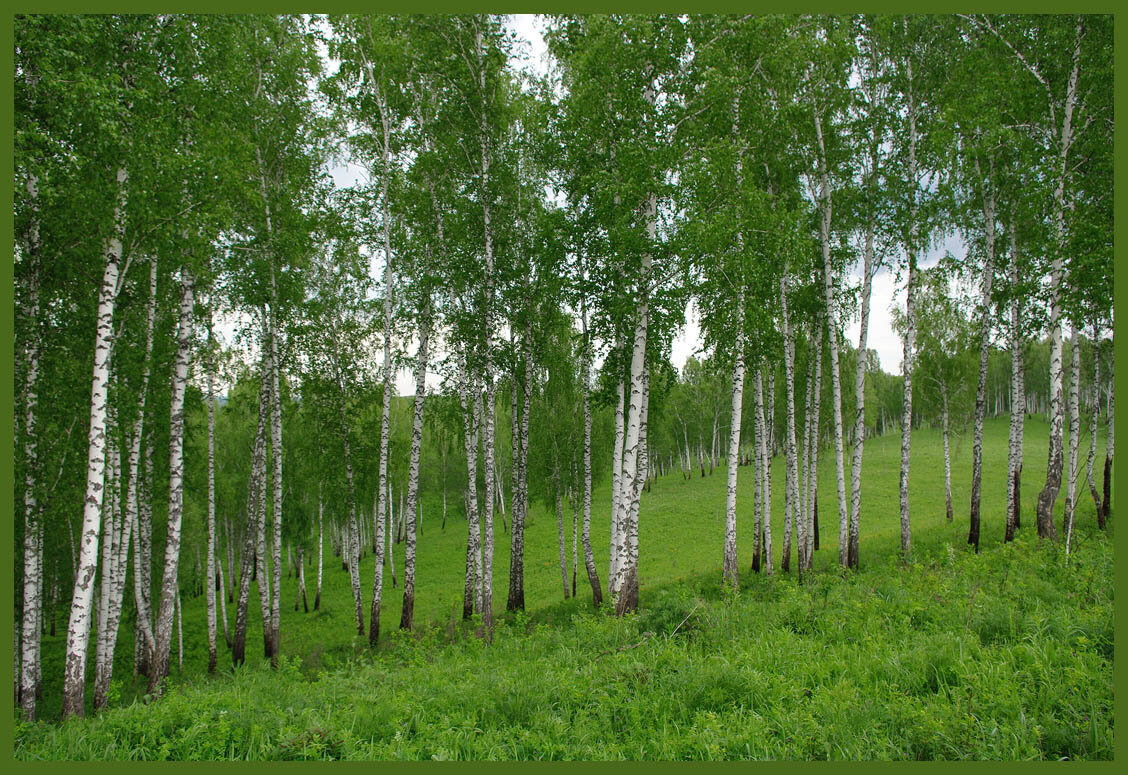 Рощица. Берёзовая роща Курск. Березовая роща Соловьиная. Родина березы. Молодые березы.