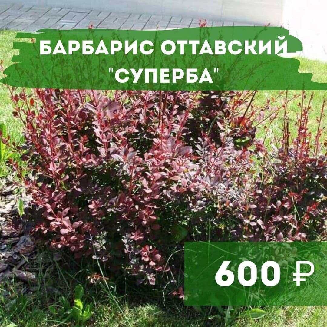 Живая изгородь: какие растения выбрать и как правильно посадить?