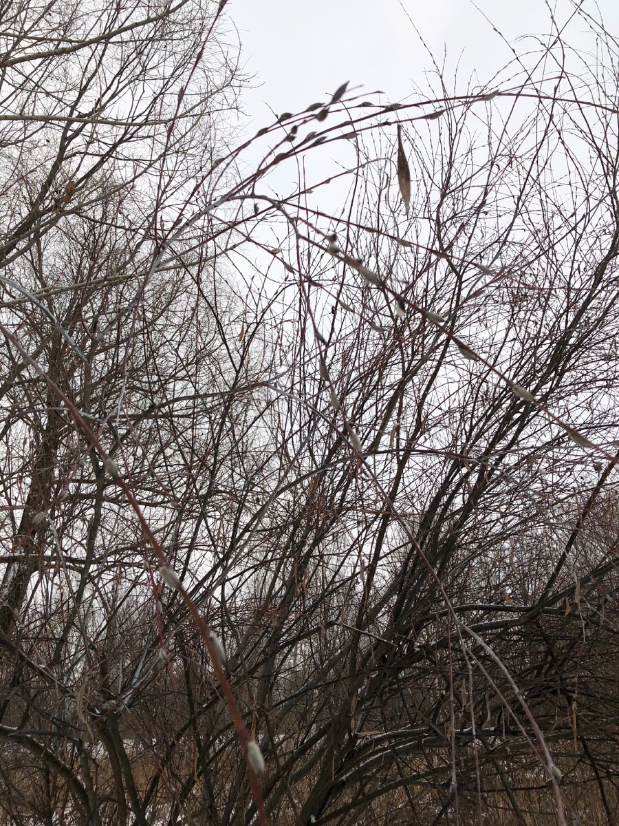 Верба. Фото сделано мной. Бурнаковская низина, со стороны Левинки.