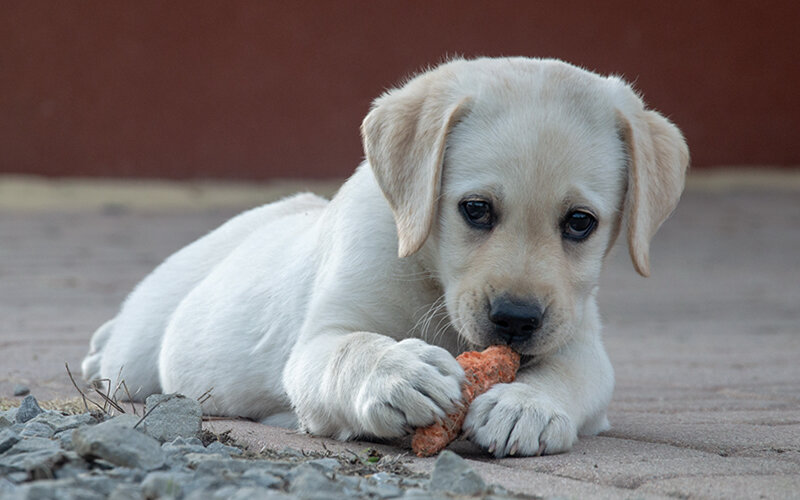 Вопрос уже не в том, нужны ли овощи собакам, сидящим на домашней пище, а в том, какие и в каком количестве. Фото Krystian Graba/Pixabay 