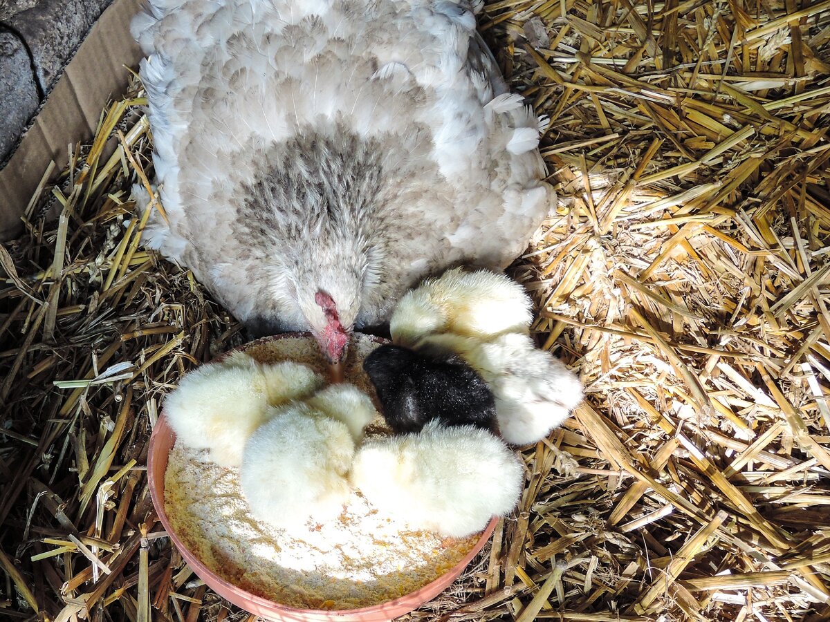 Курица с цыплятами. фото моё.