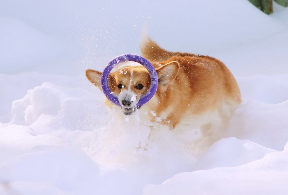 собака кори