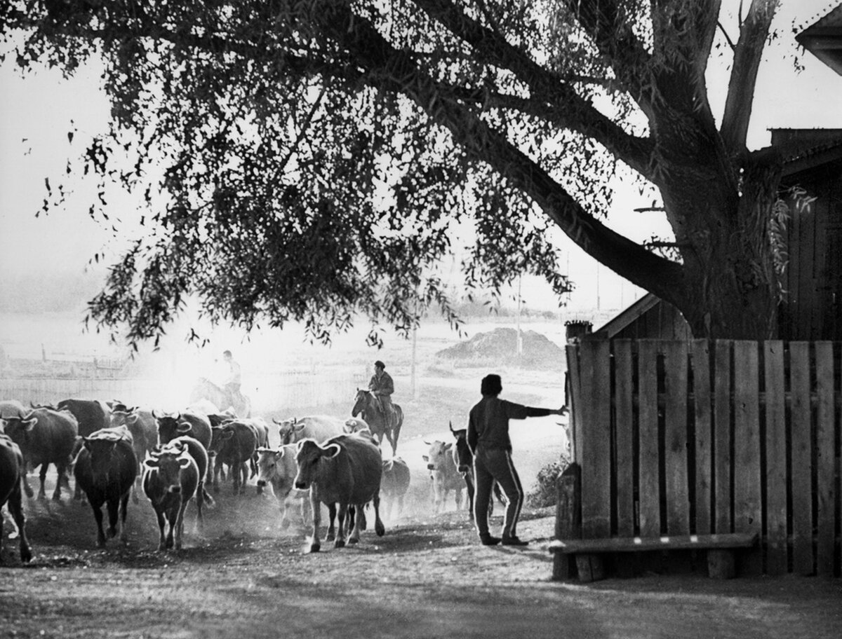 Фото «Запах молока», 1986 год, Татарская АССР, д. Татарские Ямалы - История России в фотографиях. Russiainphoto.ru