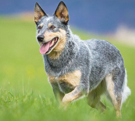 Австралийский хилер (фото из интернета)