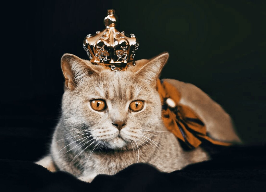 Самые известные коты интернета | Кошачий мир🐈 | Дзен