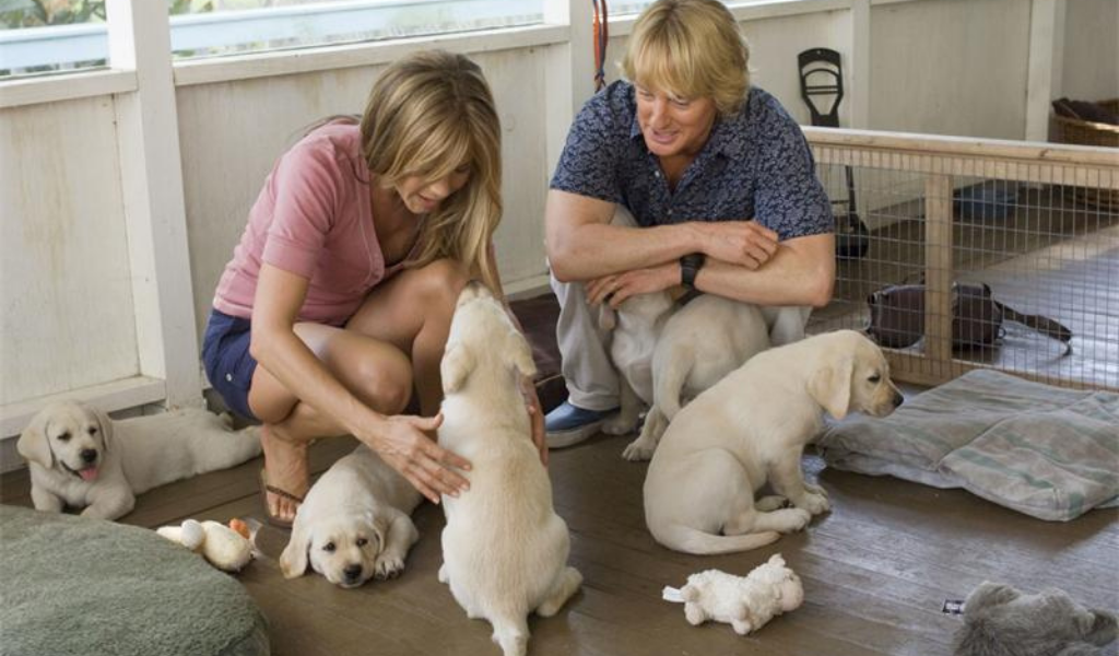 "Марли и я" (2009, США). Выбор щенка