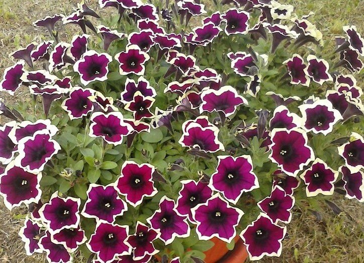 Петуния Рим маджета