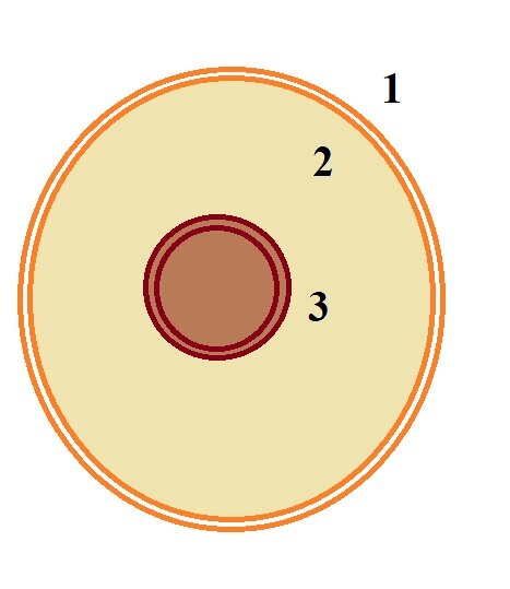 Основные части клетки: 1-цитоплазматическая мембрана, 2-цитоплазма, 3-ядро