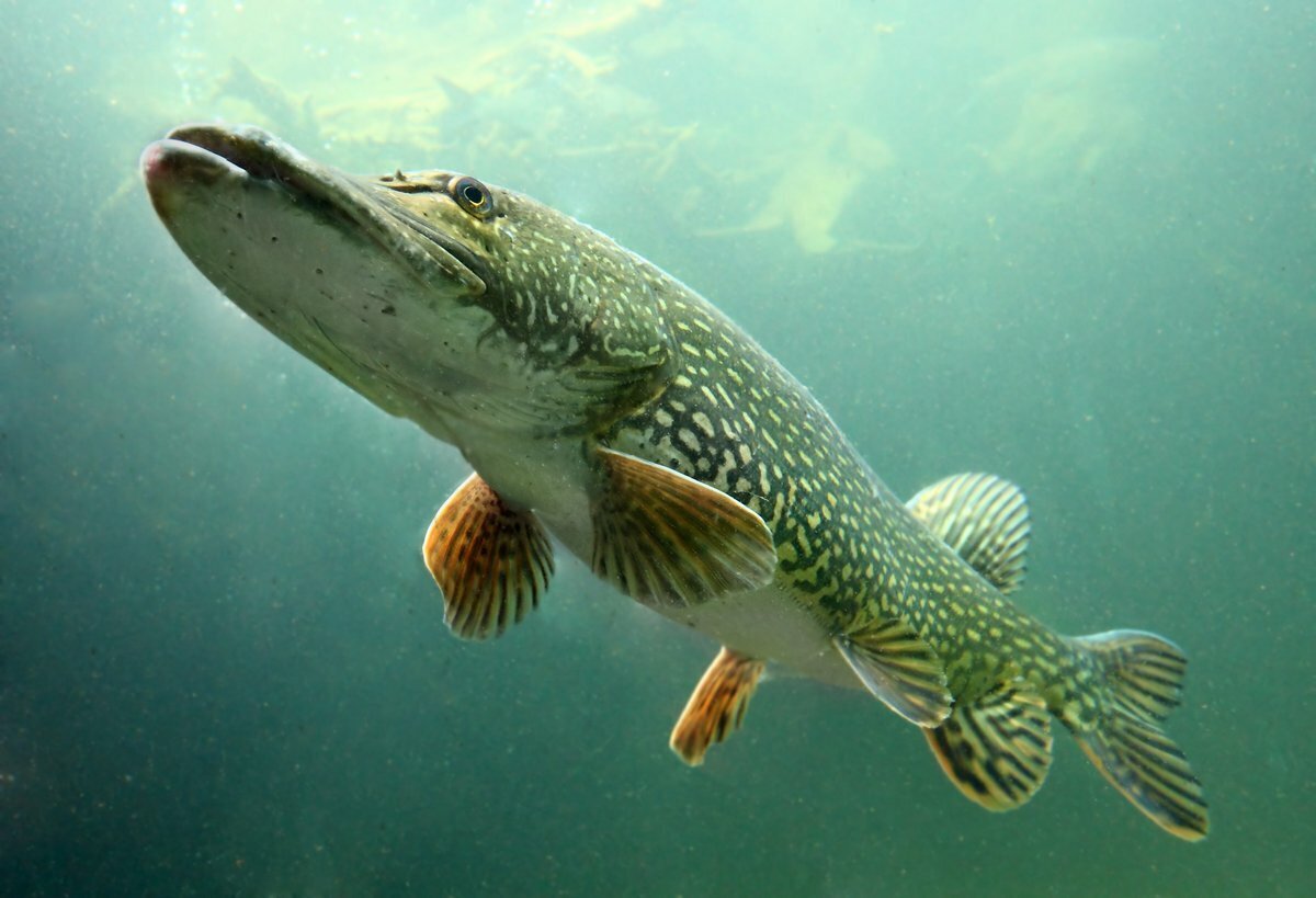 Esox kronneri