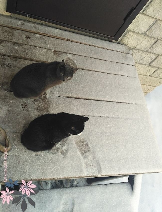 а точнее 2 кота