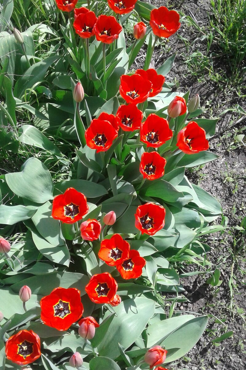 мои тюльпаны