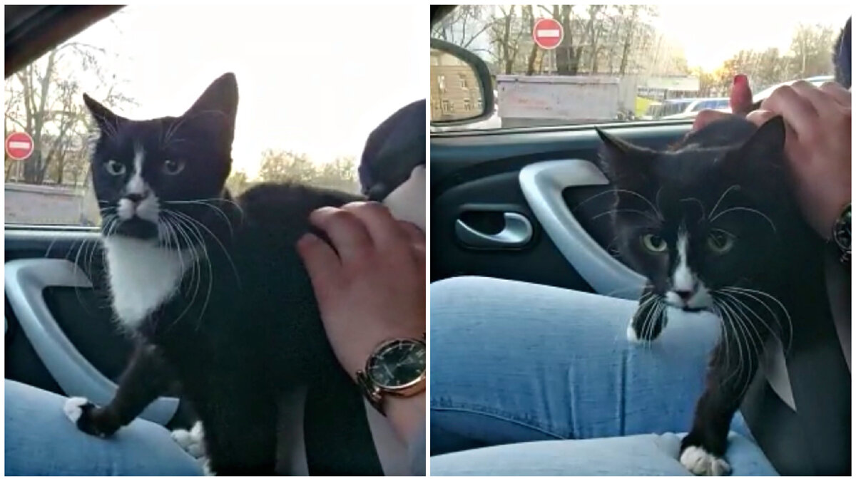 Китти приехала в Москву