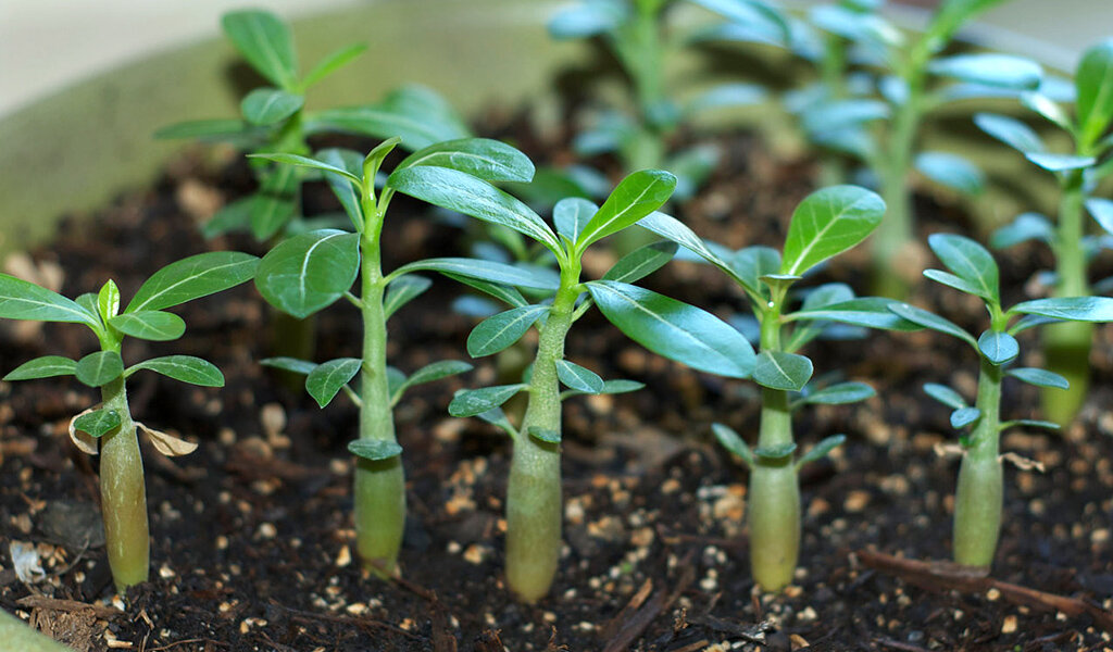 Ростки адениума