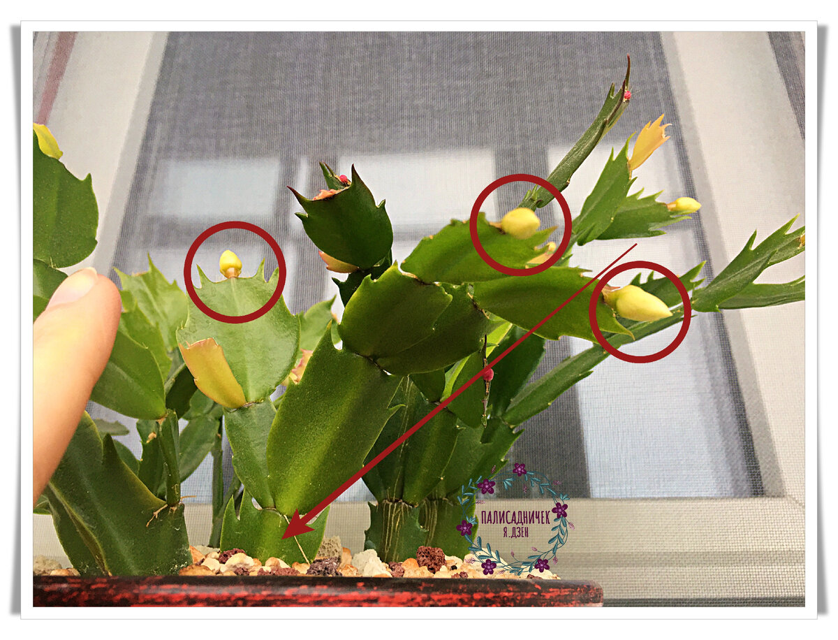 При хорошем раскладе бутоны заложат даже самые юные веточки, как вот эта, например. На 9 её сегментов здесь 3 бутона уже сейчас приходится :)