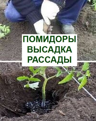 высадка рассады помидоров