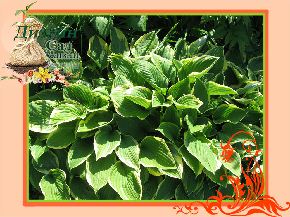 Пересадка и деление хосты