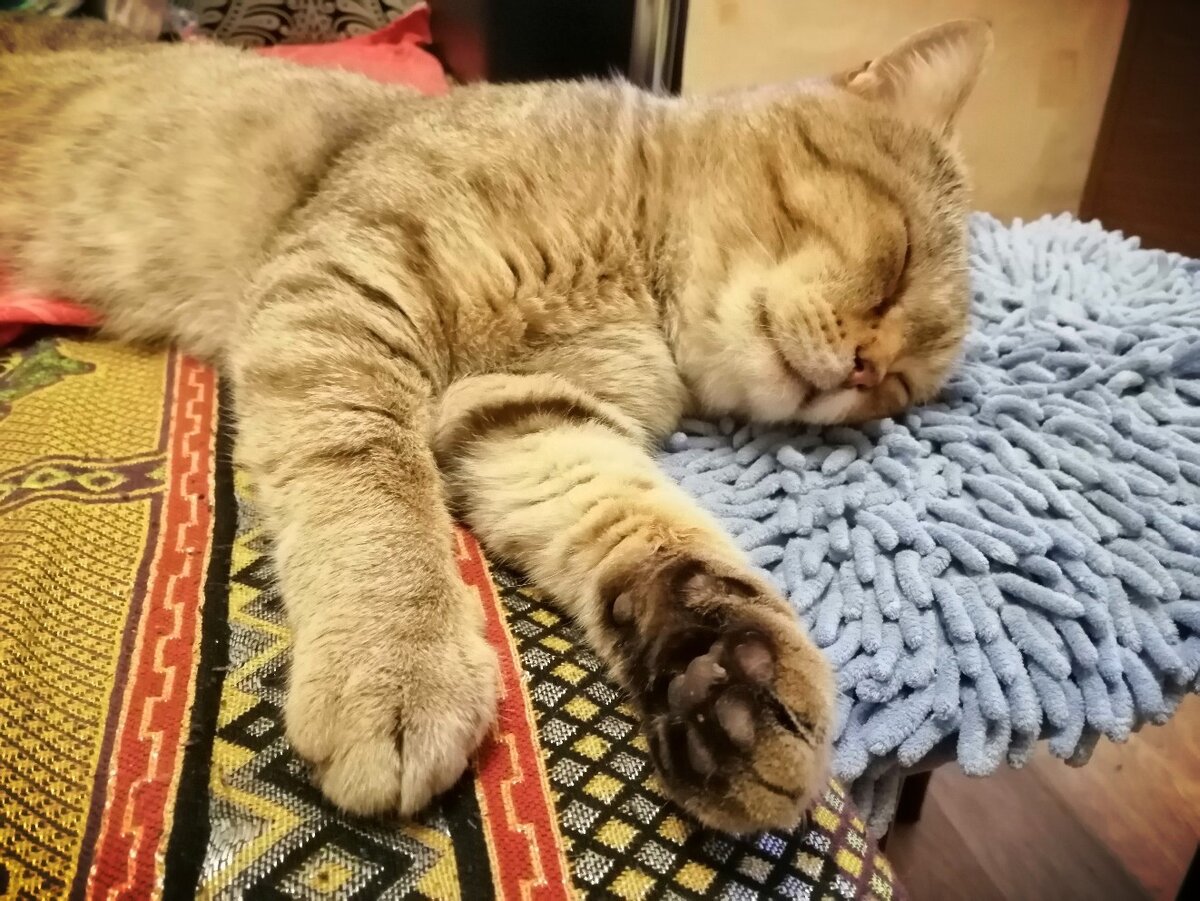 наш кот Лимон 