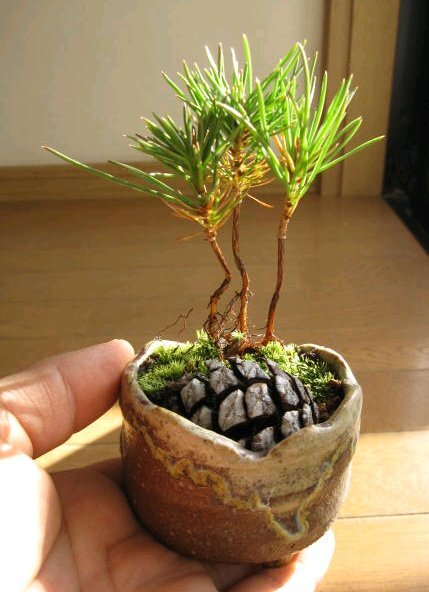 Мини сосновый бонсай от Cobonsai
