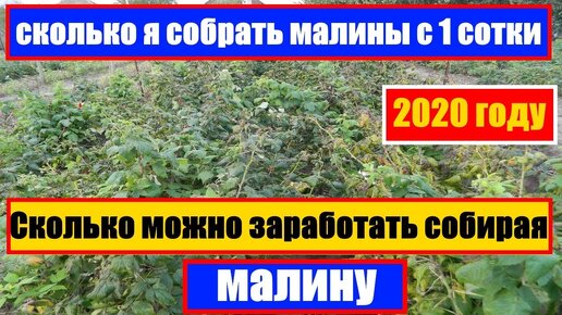 сколько можно собрать малины с 1 га