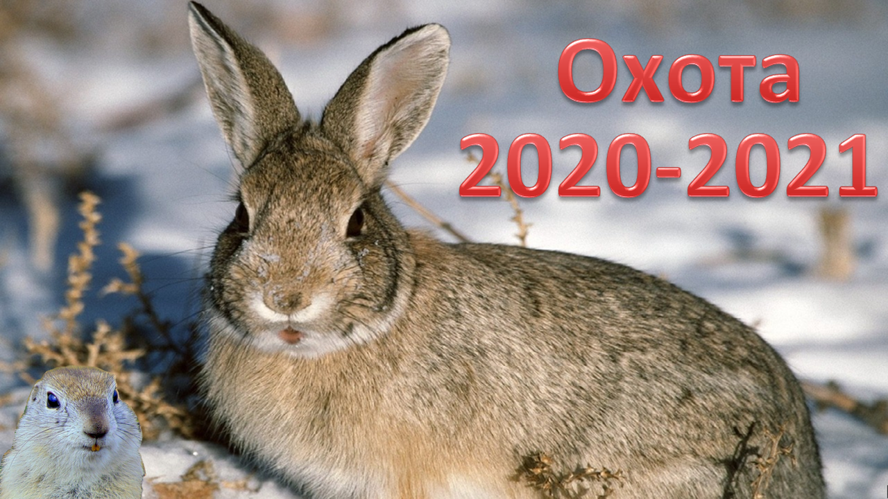 Дикий заяц русак. Відкриття полювання на зайця 2021. Заяц 2021. Охота с пегими гончими на зайца русака. Заяц на кубани.