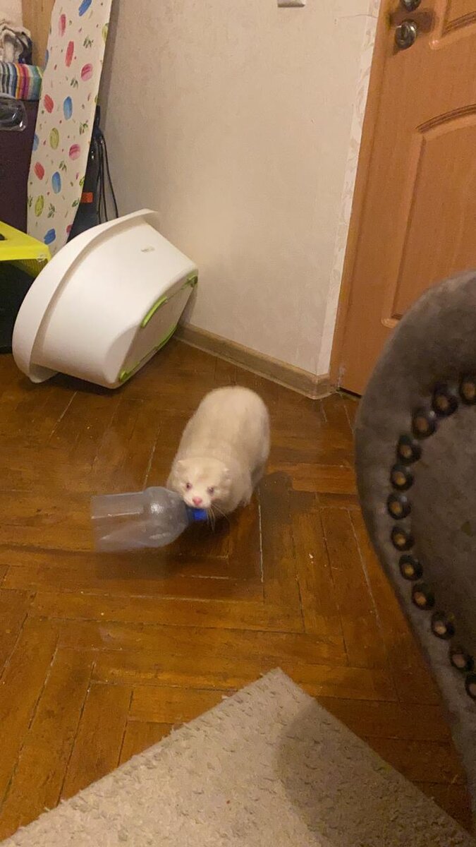 Хуже норки только злая норка. 