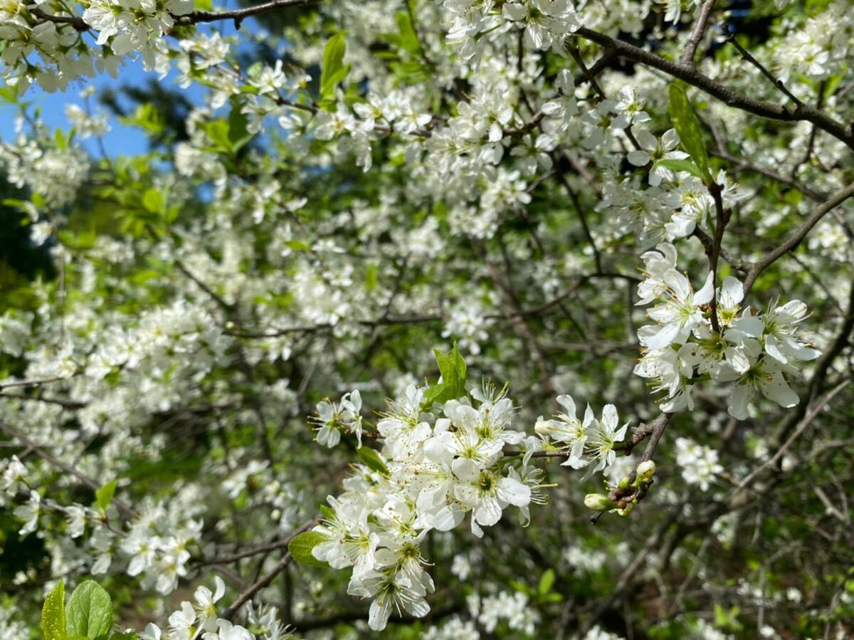 Какое дерево зацветает 1. Сирень Тополь клен. Цветение тополя в Москве. Тополь дерево цветение. Дерево цветущее ранней весной.