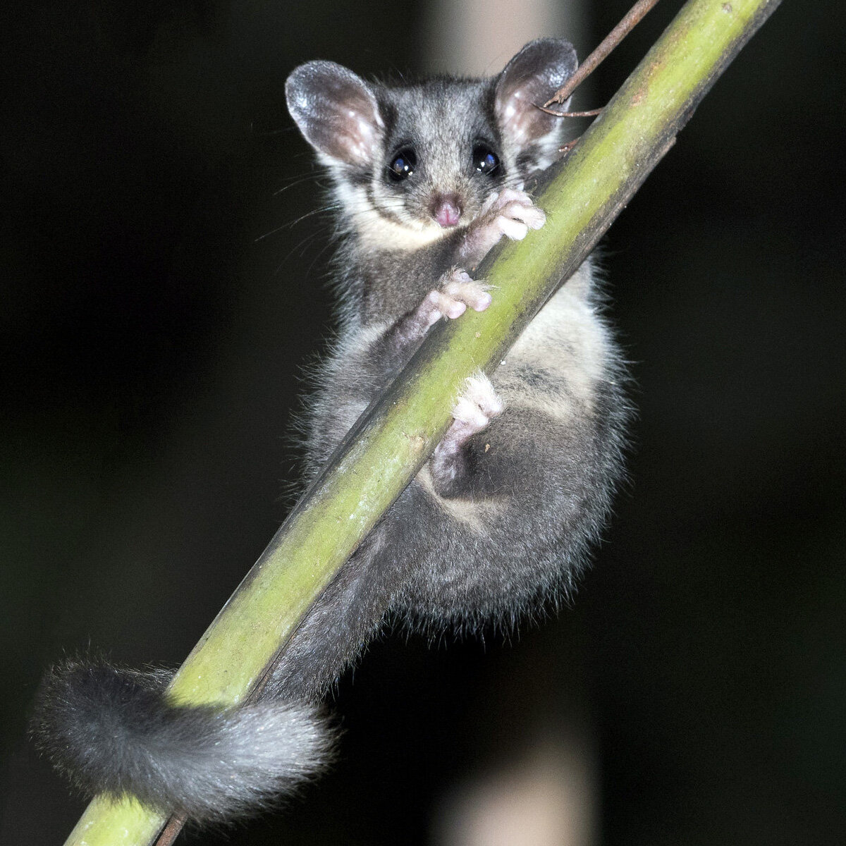 Беличий кускус (Gymnobelideus leadbeateri)
