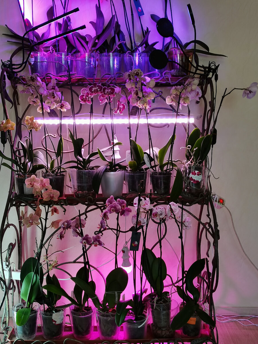 Орхидеи после восстановления. Фото-дом.