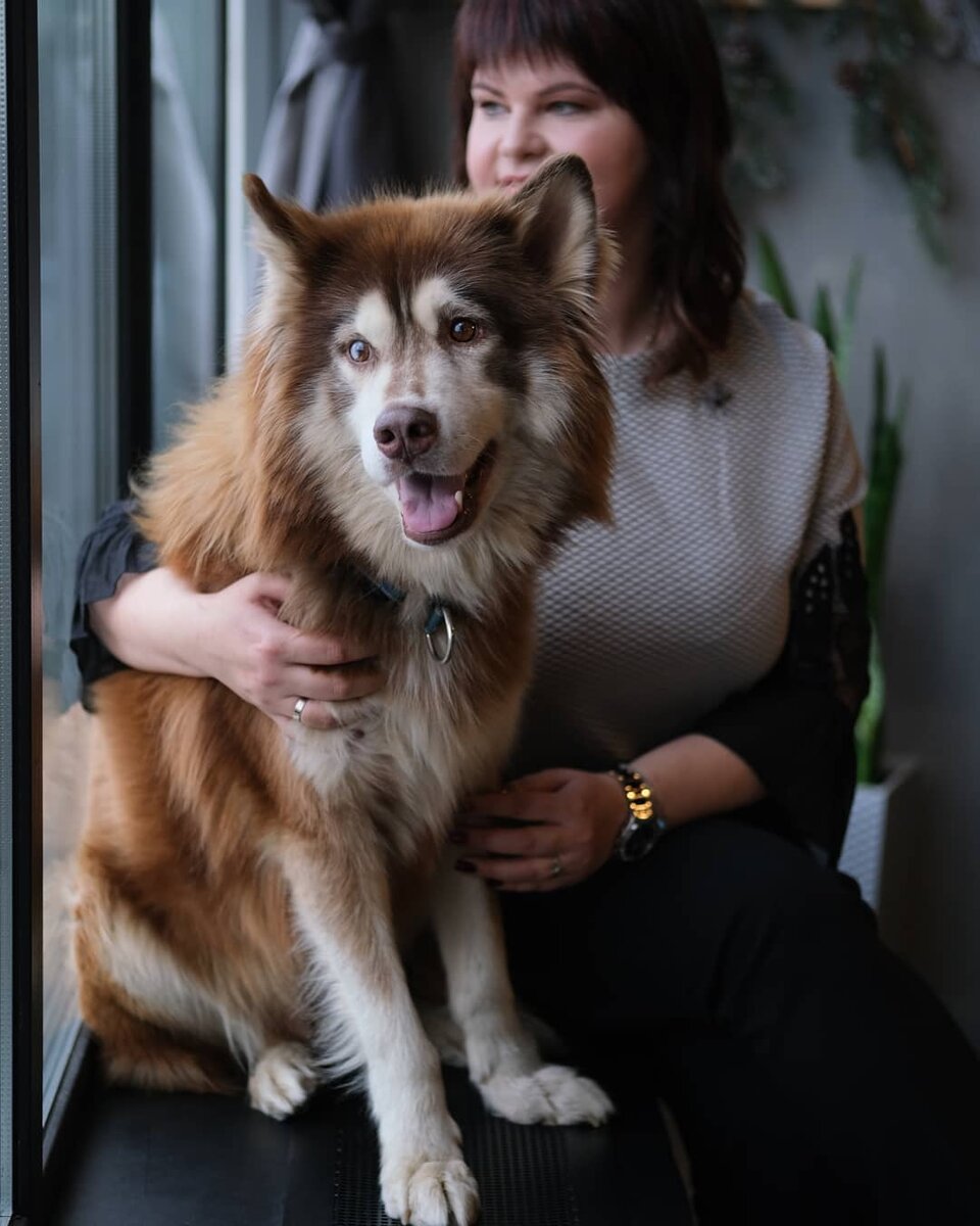 Мой ОТТО на днях что-то съел. И ему стало очень плохо ( Сейчас он лежит после операции На фото #huskybeat_отто Фото @kudriphoto