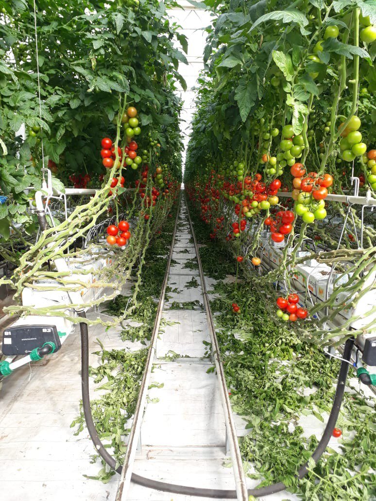 Ряд с томатами после обрезки листьев