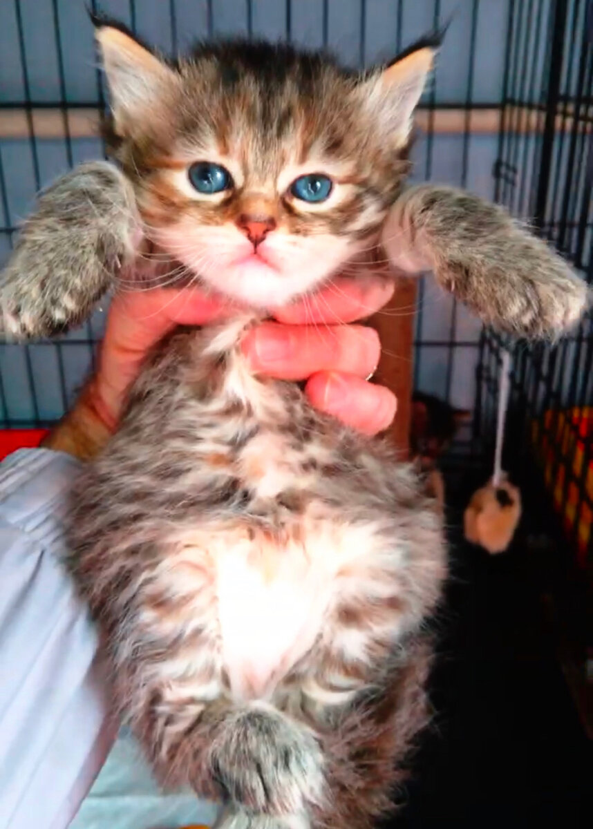 А это наша принцесса - единственная дочка