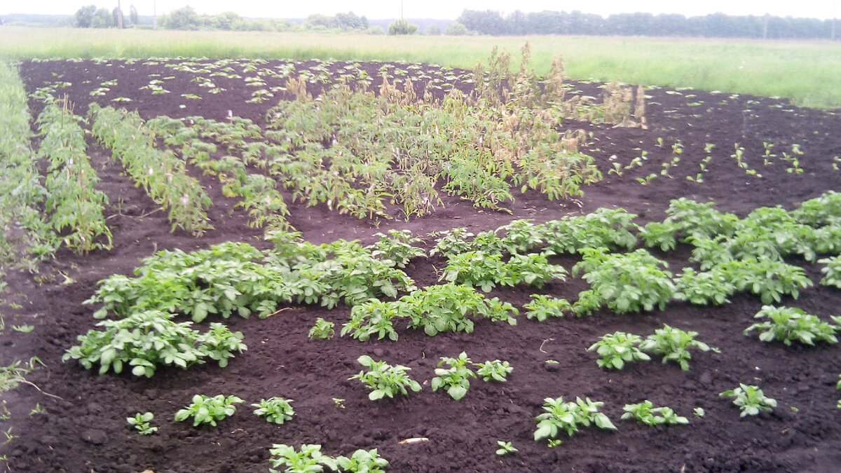 Мой огород  2021