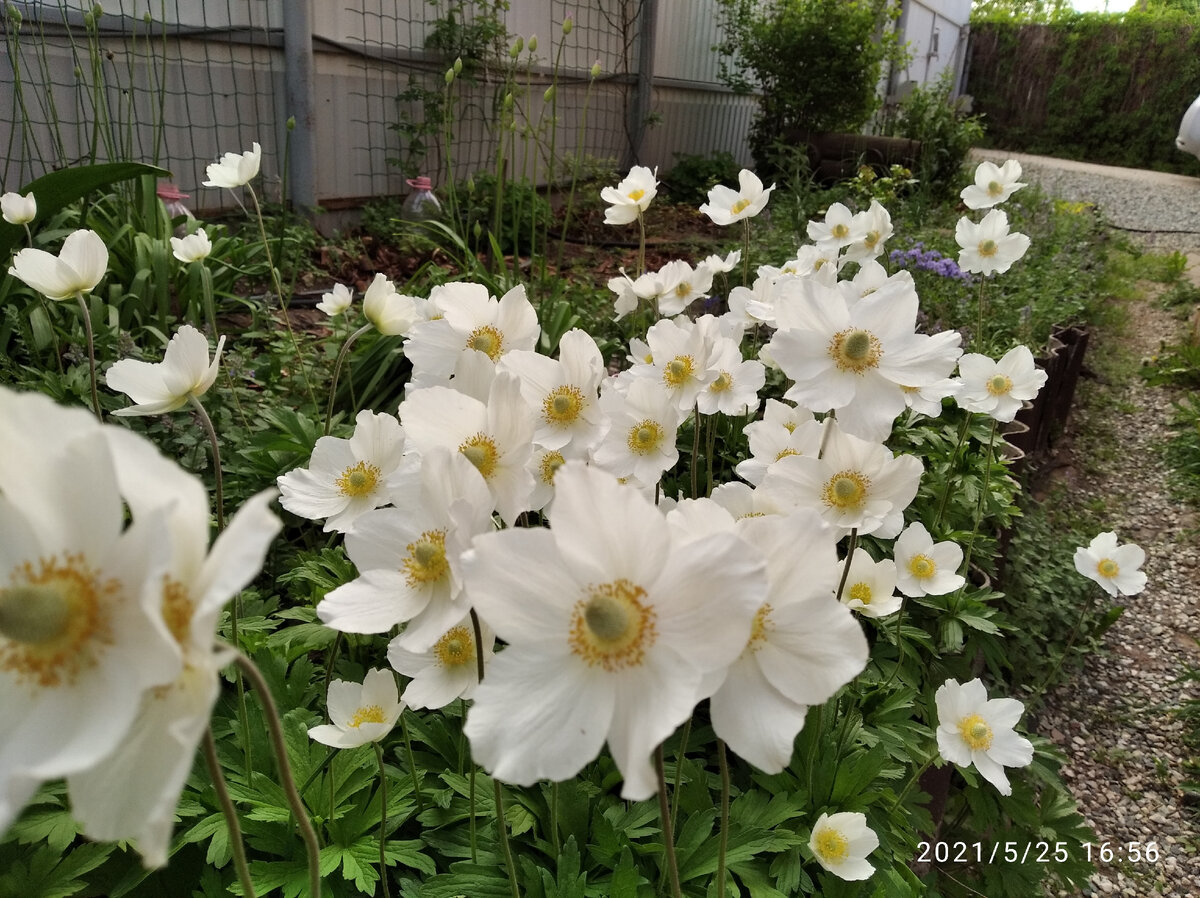 Анемона лесная. Фото Загородные идеи.