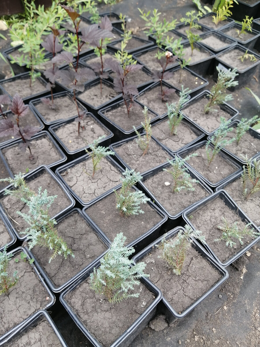 Кипарисовики, пузыреплодники, спиреи перед поливом