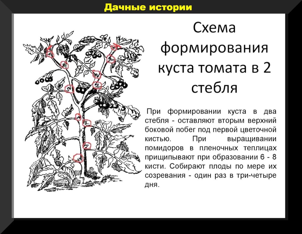 Три стебля. Формировать томаты в теплице в два стебля. Формирование томатов в 2 стебля в теплице схема. Схема пасынкования помидоров. Формирование томатов в теплице в два стебля схема.