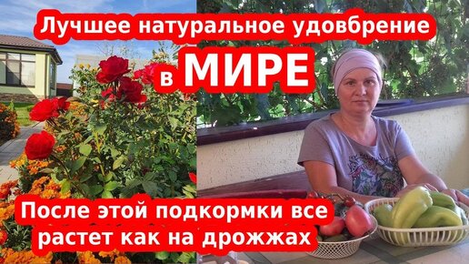 Лучшее удобрение своими руками: куриный помет все растет как на дрожжах