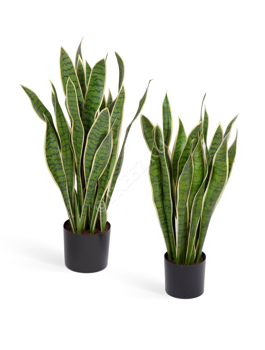 Искусственная сансевиерия Treez