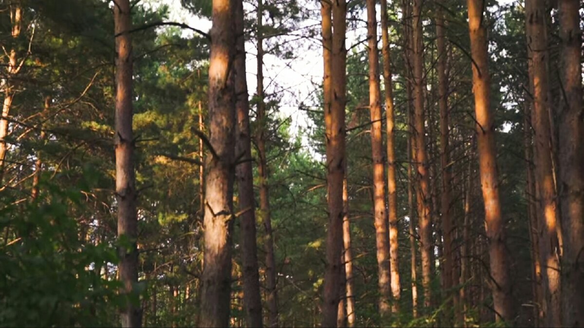 Гармония...Спокойствие...Баланс... 