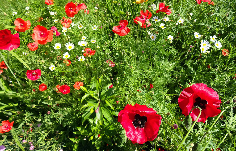 маки из семян. меконопсис гималайский мак махровый. куст маков. маки на участке. папавер в саду.